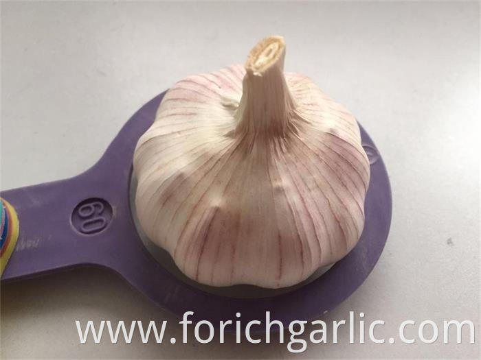 Normal White Garlic